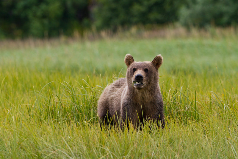 Grizzly Bear Cub